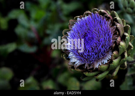 Belle scene su giardini con ritratti di piante Foto Stock