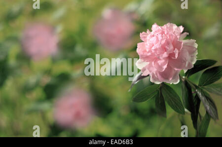 Peonia, Paeonia 'Sarah Bernhardt', oggetto rosa, sfondo verde. Foto Stock