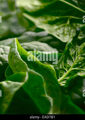 Gli spinaci, Spinacea oleracea, verde oggetto. Foto Stock