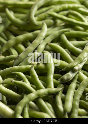 Fava, Vicia faba, verde oggetto. Foto Stock