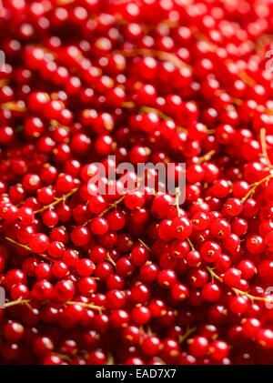 Ribes, ribes rossi, ribes rubrum, rosso oggetto. Foto Stock