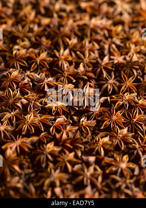 Anice stellato, Illicium verum, Marrone oggetto. Foto Stock