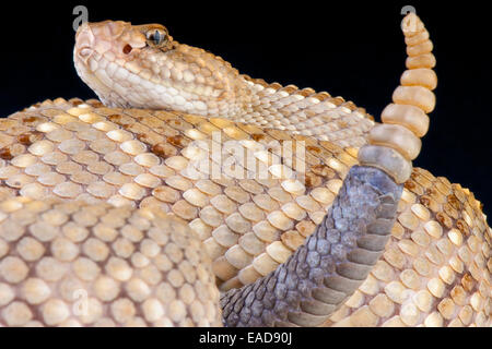 Aruba / rattlesnake Crotalus unicolor Foto Stock