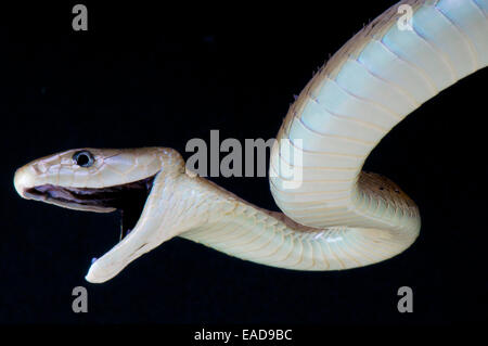 Black Mamba attack / Dendroaspis polylepis Foto Stock