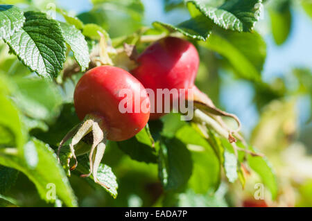 Rosa, Rosa rugosa, oggetto rosso, verde dello sfondo. Foto Stock