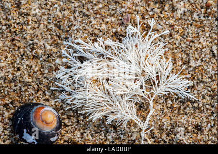 Comune di erbaccia di corallo / Coralweed (Corallina officinalis) si è incagliata sulla spiaggia Foto Stock