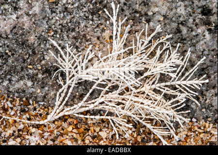 Comune di erbaccia di corallo / Coralweed (Corallina officinalis) si è incagliata sulla spiaggia Foto Stock