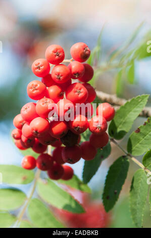 Rowan, Sorbus aucuparia, rosso oggetto. Foto Stock