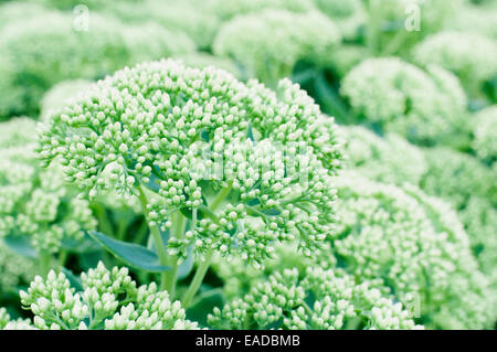 Impianto di ghiaccio, Sedum telephium subsp. massima "L'Uva spina stolto", verde oggetto. Foto Stock