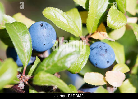 Prugnolo, pruno selvatico, Prunus spinosa, oggetto blu, sfondo verde. Foto Stock