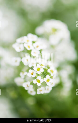 Alyssum, Alyssum montanum, bianco oggetto, sfondo verde. Foto Stock