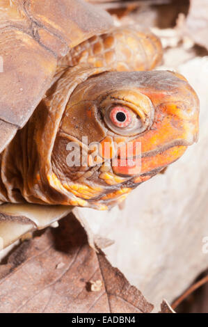 3-toed (tre toed) casella tartaruga, Terrapene carolina triunguis, nativo di sud-centrale di Stati Uniti Foto Stock