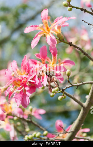 Il filo interdentale in seta tree, Ceiba speciosa, Rosa oggetto. Foto Stock