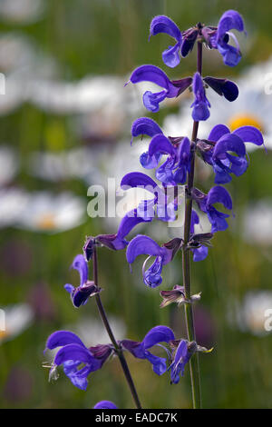 Meadow clary / prato salvia (Salvia pratensis) in fiore nel campo Foto Stock