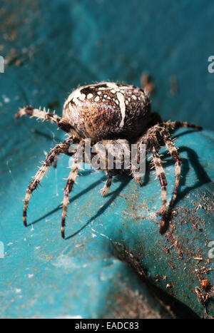 Un giardino europeo spider Foto Stock