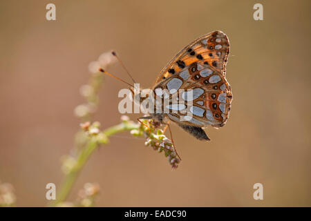 La regina di Spagna Fritillary (Issoria lathonia) sul fiore Foto Stock