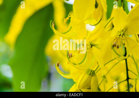 Chiudere lo spurgo Cassia o fiori Ratchaphruek ( Cassis fistola ) fiore nazionale della Thailandia con colore giallo brillante bellezza Foto Stock