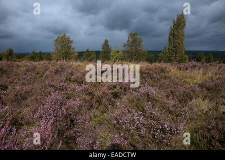 Lüneburg Heath / Lunenburg brughiera mostra heather/ ling (Calluna vulgaris), Bassa Sassonia, Germania Foto Stock