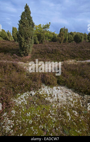 Lüneburg Heath / Lunenburg brughiera che mostra gli alberi di ginepro, heather / ling e licheni delle renne, Bassa Sassonia, Germania Foto Stock