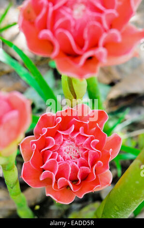 Lo zenzero torcia ( Etlingera elatior ) rosso dei fiori di piante medicinali Foto Stock