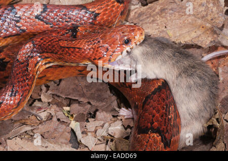 Mais Okeetee snake, Pantherophis guttatus, rosso biacco, fase di colore da Carolina del Sud; alimentando il mouse Foto Stock