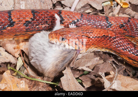 Mais Okeetee snake, Pantherophis guttatus, rosso biacco, fase di colore da Carolina del Sud; alimentando il mouse Foto Stock