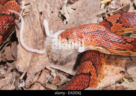 Mais Okeetee snake, Pantherophis guttatus, rosso biacco, fase di colore da Carolina del Sud; alimentando il mouse Foto Stock