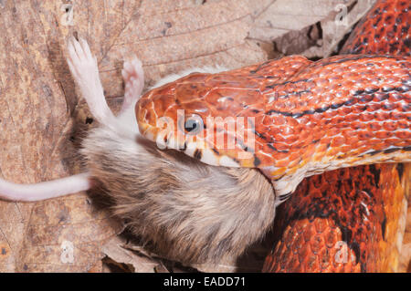 Mais Okeetee snake, Pantherophis guttatus, rosso biacco, fase di colore da Carolina del Sud; alimentando il mouse Foto Stock