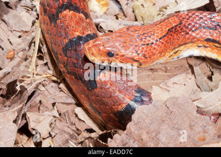 Mais Okeetee snake, Pantherophis guttatus, rosso biacco, fase di colore da Carolina del Sud Foto Stock