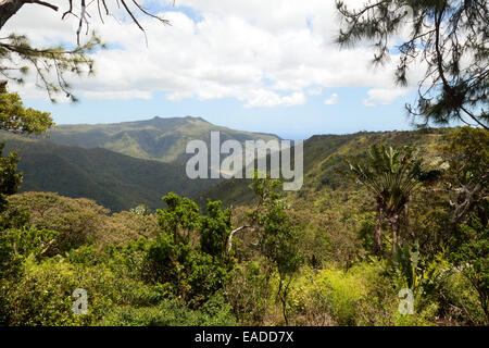 Black River Gorges National Park, foresta pluviale, Mauritius sud-occidentale Foto Stock