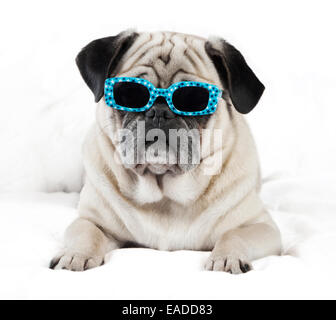 Pug cane maschio con occhiali da sole giacente su una coltre bianca Foto Stock