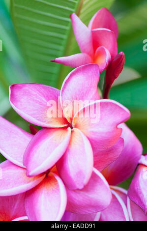 Red frangipani, Plumeria rubra " Loretta', oggetto rosa, sfondo verde. Foto Stock