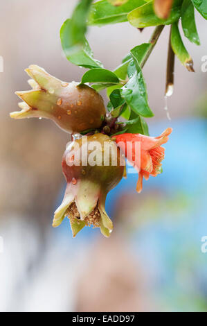 Melograno, Punica granatum, rosso oggetto. Foto Stock