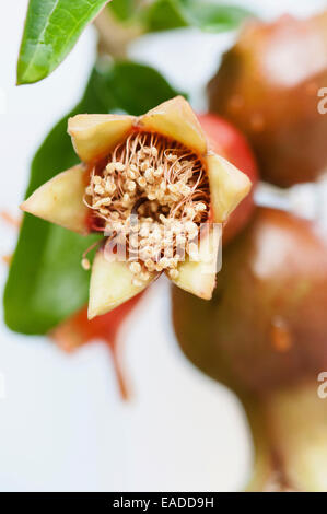 Melograno, Punica granatum, rosso oggetto. Foto Stock