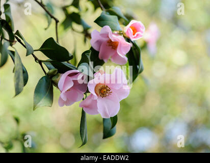 Camelie, Camellia x williamsii 'Philippa Forwood', oggetto rosa, sfondo verde. Foto Stock