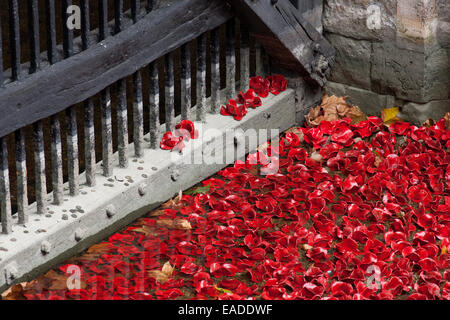 Il sangue spazzata di terre e mari del display rosso presso la Torre di Londra Foto Stock