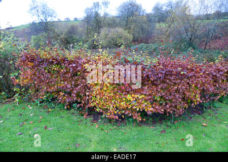 Una siepe di faggio in un paese rurale giardino visualizza dorato intenso e colore bronzo in novembre in Carmarthenshire Wales UK KATHY DEWITT Foto Stock