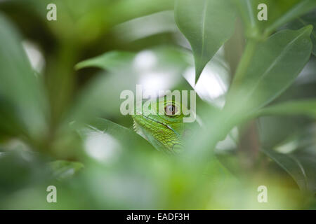 Panama fauna selvatica con una iguana verde giovanile in una foresta al di fuori di Penonomé, provincia di Colle, Repubblica di Panama, America Centrale. Foto Stock