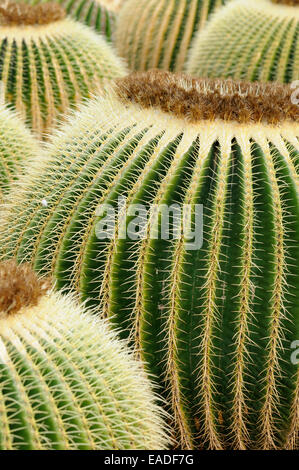 Cactus, Golden barrel cactus, Echinocactus grusonii, verde oggetto. Foto Stock