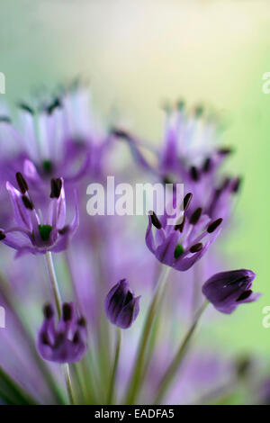 Allium, Allium aflatunense 'viola sensazione', viola l'oggetto. Foto Stock