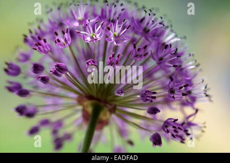 Allium, Allium aflatunense 'viola sensazione', viola l'oggetto. Foto Stock