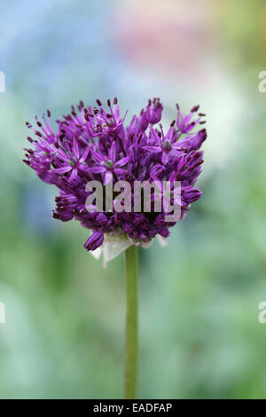 Allium, Allium aflatunense 'viola sensazione', viola l'oggetto. Foto Stock