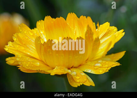 Calendula, Calendula officinalis, giallo soggetti, sfondo verde. Foto Stock