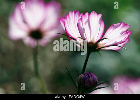 Cosmo, Cosmos bipinnatus "Candy stripe", Rosa oggetto. Foto Stock