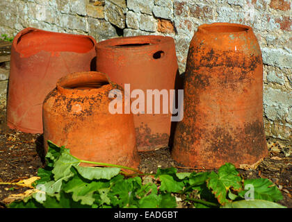 Rabarbaro, Rheum rhabarbarum, Arancione oggetto. Foto Stock