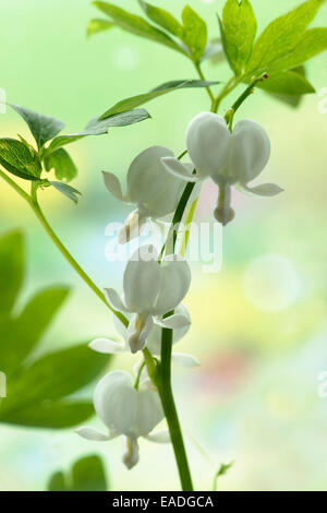 Cuore di sanguinamento, Bianco, Dicentra spectabilis alba, bianco oggetto, sfondo verde. Foto Stock