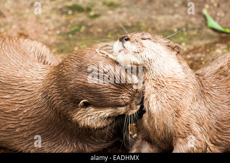 Lontre giocando Foto Stock