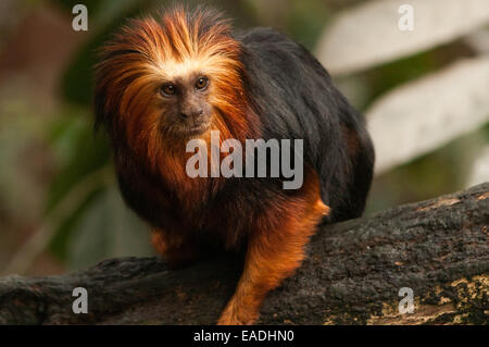 Golden-headed Lion Tamarin su un ramo Foto Stock