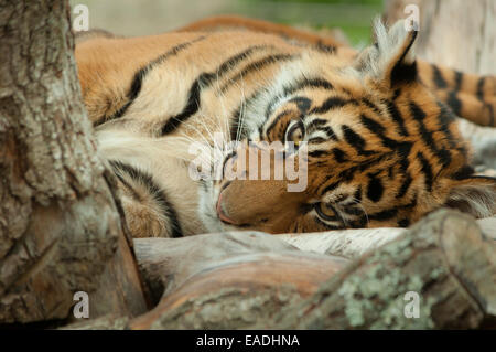 Una giovane tigre sdraiata ma che guarda direttamente la telecamera Foto Stock