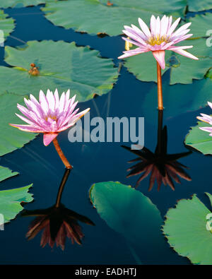 Fiore di loto e lascia in fiore nel giardino di acqua Foto Stock